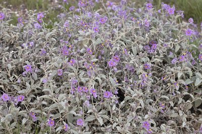 Solanum lithophilum, photographed by Kym Nicolson