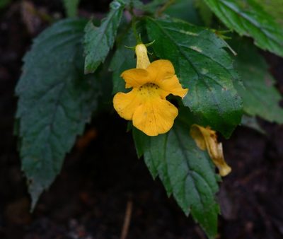 Achimenes flava, photographed by adel-fridus