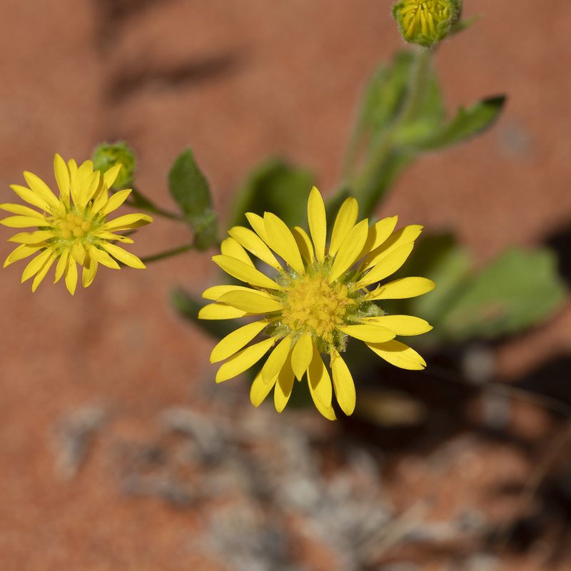 Calotis cymbacantha, photographed by Kym Nicolson