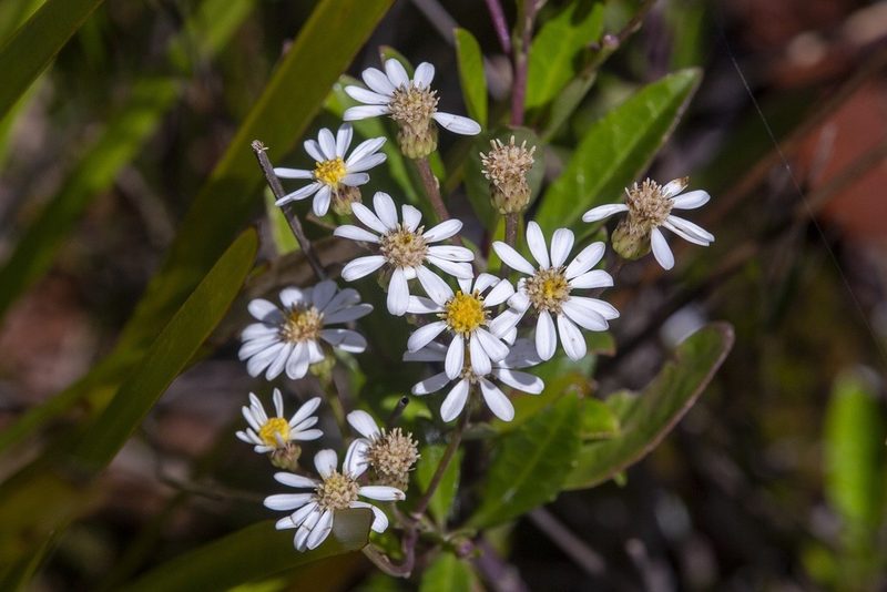 Olearia elliptica, photographed by dhfischer