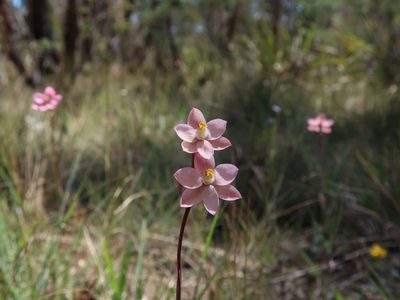Thelymitra rubra, photographed by Cowirrie