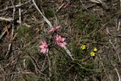 Thelymitra rubra, photographed by Cowirrie