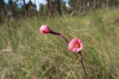 Thelymitra rubra, photographed by Cowirrie