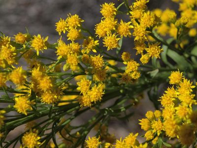 Solidago spectabilis, photographed by Jim Morefield