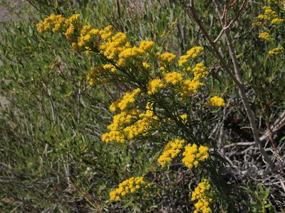 Solidago spectabilis, photographed by Jim Morefield