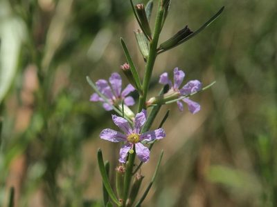 Lythrum californicum, photographed by Jim Morefield