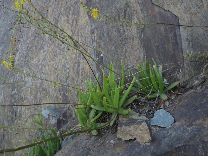Bulbine alooides, photographed by James Deacon