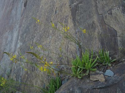 Bulbine alooides, photographed by James Deacon