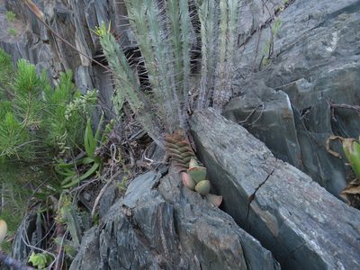 Haworthiopsis viscosa, photographed by James Deacon