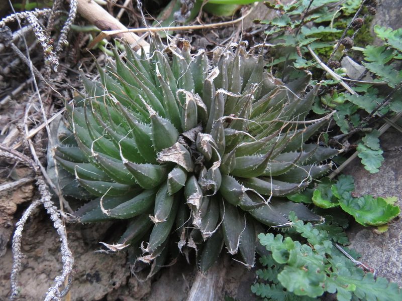 Haworthia arachnoidea, photographed by James Deacon