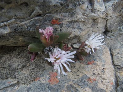 Delosperma esterhuyseniae, photographed by James Deacon