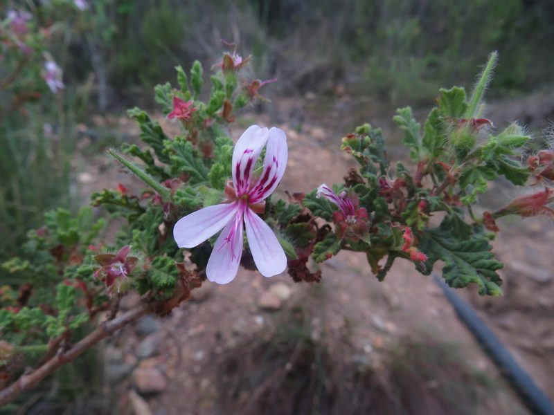 Pelargonium panduriforme, photographed by James Deacon