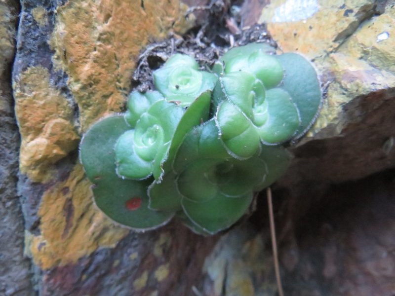 Crassula cremnophila, photographed by James Deacon