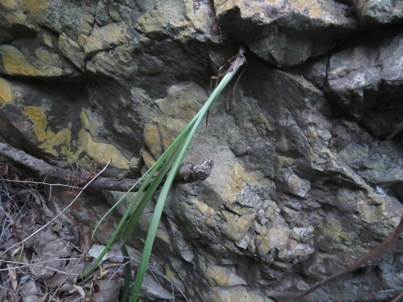 Albuca cremnophila, photographed by James Deacon