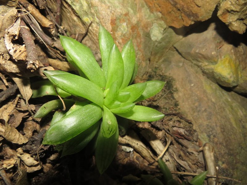 Haworthia cooperi, photographed by James Deacon