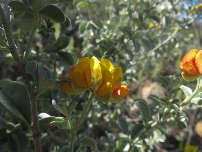 Argyrolobium incanum, photographed by James Deacon
