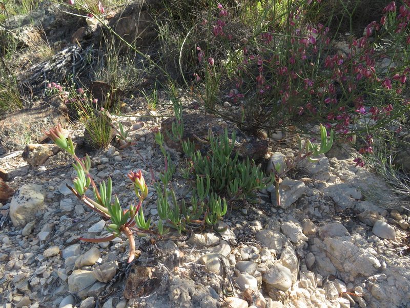 Lampranthus coralliflorus, photographed by James Deacon