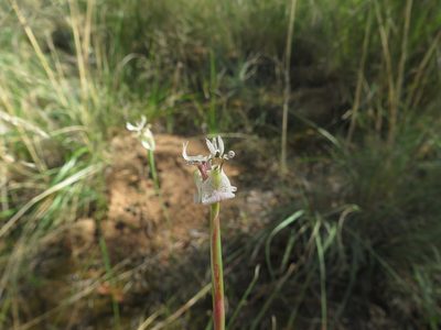 Moraea unguiculata, photographed by James Deacon