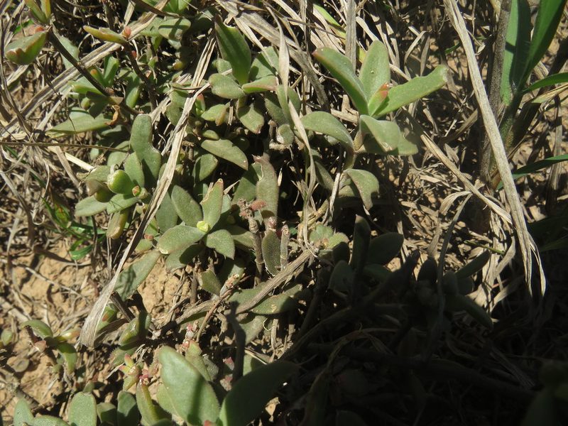 Delosperma ecklonis, photographed by James Deacon