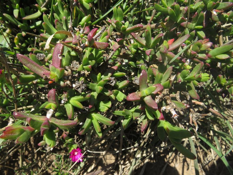 Ruschia orientalis, photographed by James Deacon