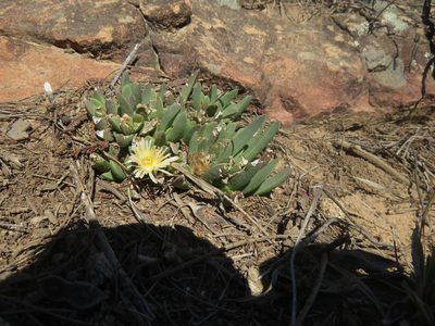Corpuscularia britteniae, photographed by James Deacon