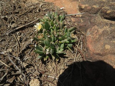 Corpuscularia britteniae, photographed by James Deacon