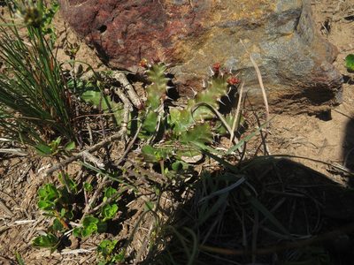 Euphorbia stellata, photographed by James Deacon