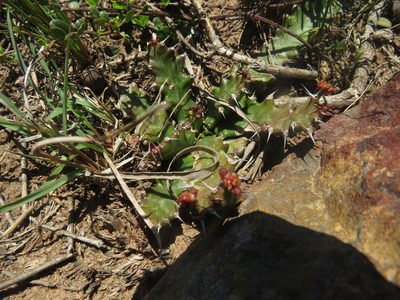 Euphorbia stellata, photographed by James Deacon