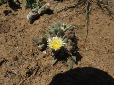 Corpuscularia britteniae, photographed by James Deacon