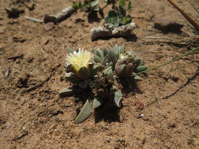 Corpuscularia britteniae, photographed by James Deacon