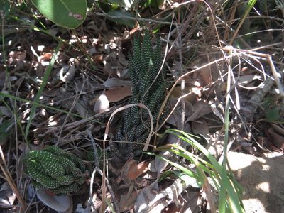 Haworthiopsis coarctata, photographed by James Deacon