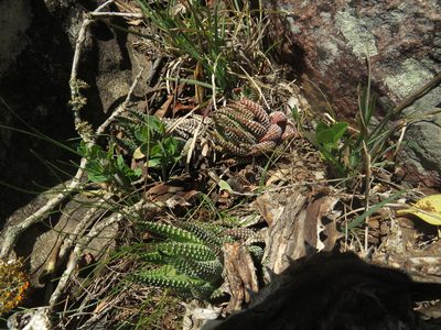 Haworthiopsis coarctata, photographed by James Deacon