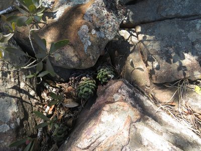 Haworthiopsis coarctata, photographed by James Deacon