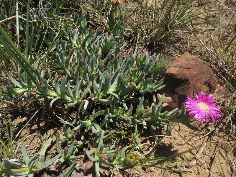 Lampranthus spectabilis, photographed by James Deacon