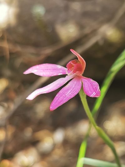 Caladenia ornata, photographed by Richard Dimon