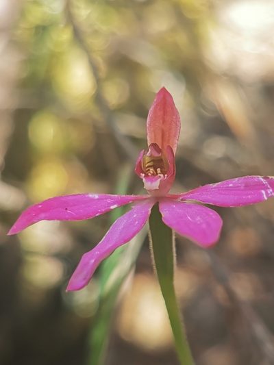 Caladenia ornata, photographed by Richard Dimon