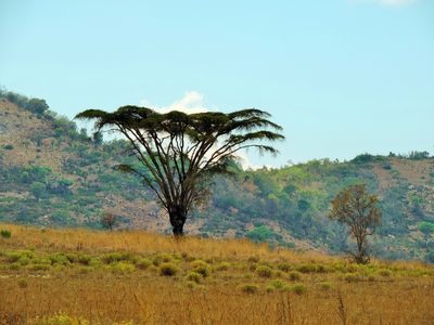 Vachellia abyssinica, photographed by i_c_riddell
