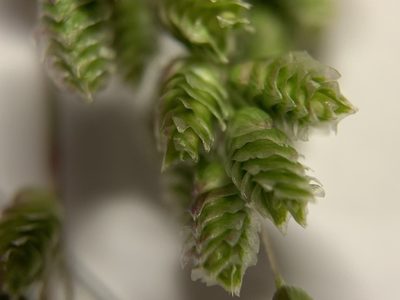 Chascolytrum subaristatum, photographed by Guy Taseski