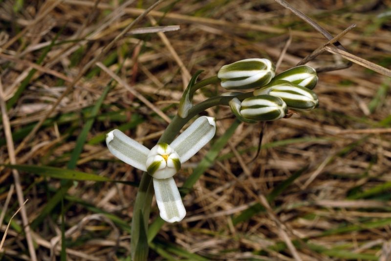 Albuca kirkii, photographed by i_c_riddell