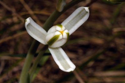 Albuca kirkii, photographed by i_c_riddell