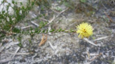 Melaleuca thymoides, photographed by Helium Luo