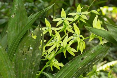 Coelogyne pandurata, photographed by dhfischer