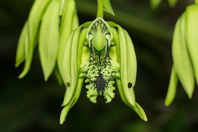 Coelogyne pandurata, photographed by dhfischer