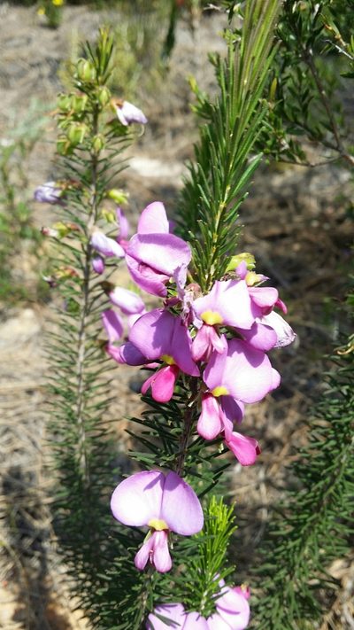 Gompholobium scabrum, photographed by Helium Luo