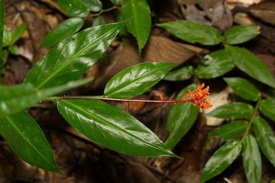 Globba atrosanguinea, photographed by dhfischer