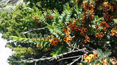 Eutaxia myrtifolia, photographed by Helium Luo