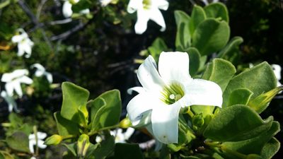 Anthocercis viscosa, photographed by Helium Luo