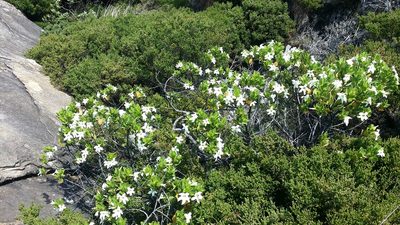 Anthocercis viscosa, photographed by Helium Luo