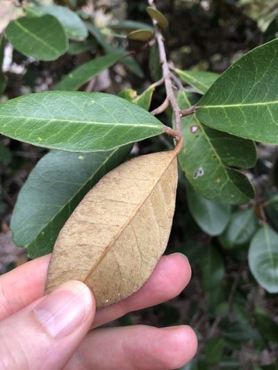 Sersalisia sericea, photographed by elawrey