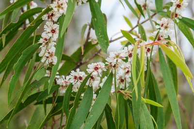 Agonis flexuosa, photographed by Cal Wood